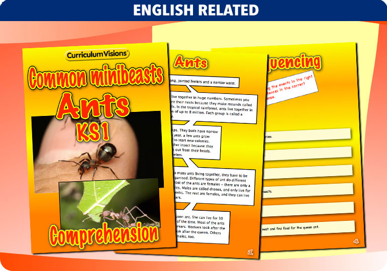 Curriculum Visions teacher cross-curricular minibeasts resource