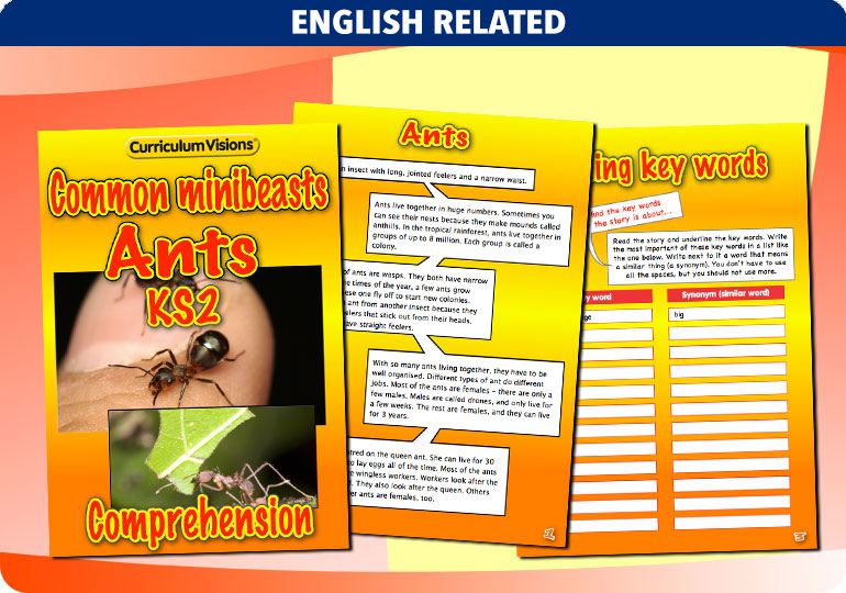 Curriculum Visions teacher cross-curricular minibeasts resource