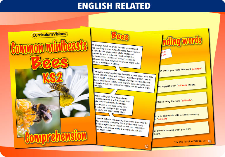 Curriculum Visions teacher cross-curricular minibeasts resource