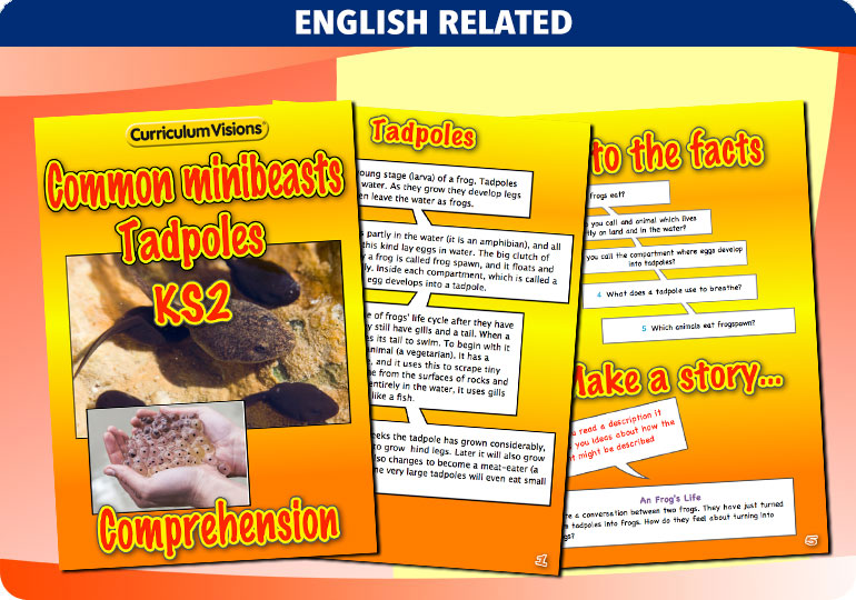 Curriculum Visions teacher cross-curricular minibeasts resource