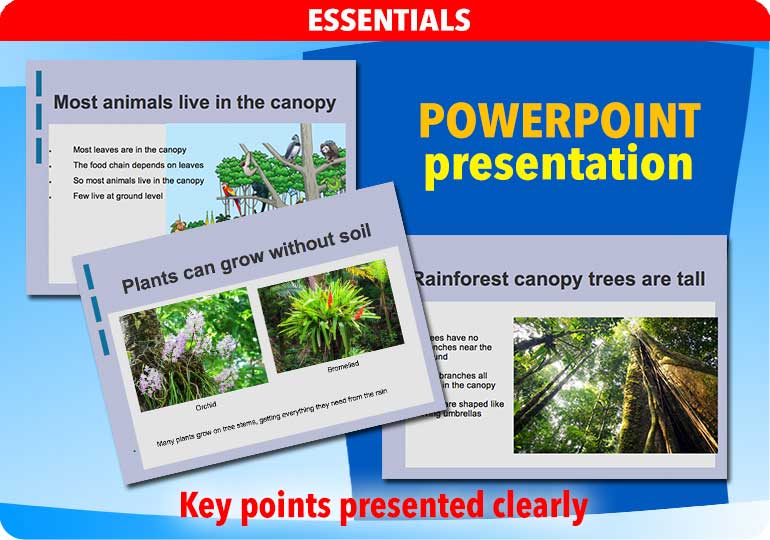 Curriculum Visions teacher rainforest geography resource