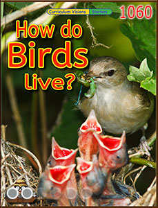 How do birds live