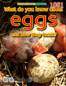 Eggs hatching