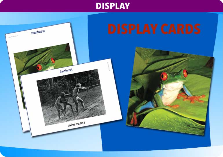 Curriculum Visions teacher rainforest geography resource