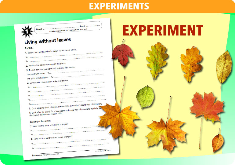 Curriculum Visions teacher helping plants grow resource