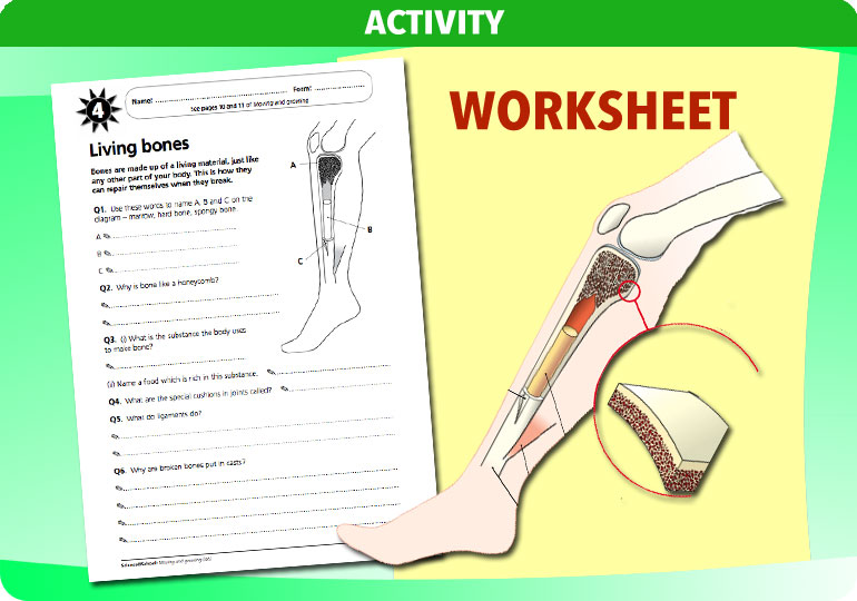 Curriculum Visions teacher moving and growing resource