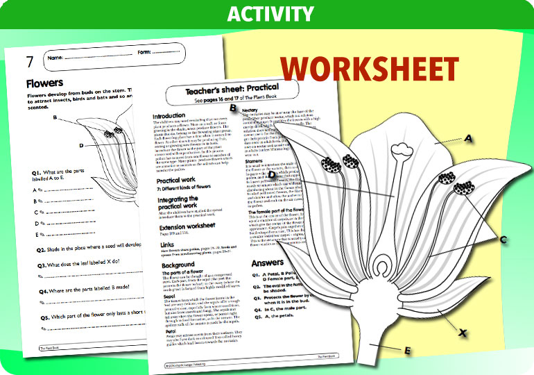 Curriculum Visions teacher the human body science resource