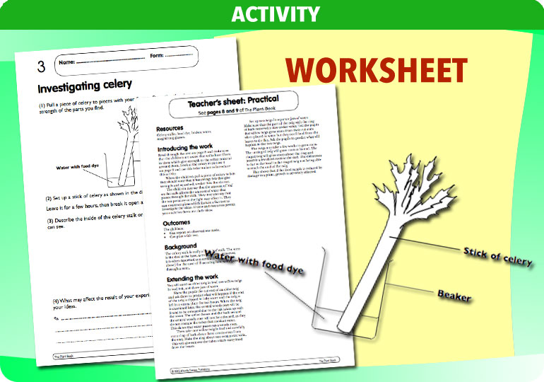 Curriculum Visions teacher the human body science resource