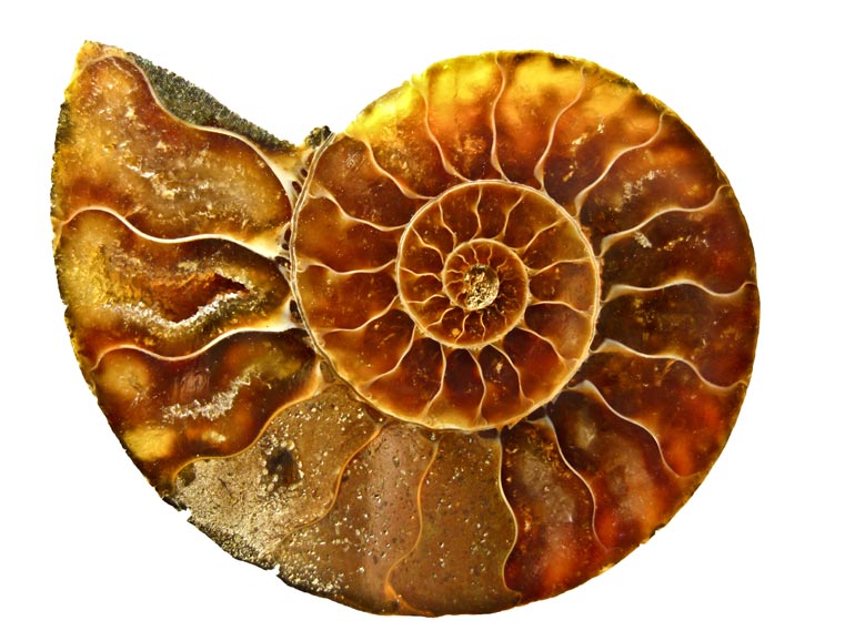 What Is An Ammonite An Ammonite Is An Extinct Sea Creature That Looked Something Like A Flattened Snail But Which Was Related To Cuttlefish an ammonite is an extinct sea creature