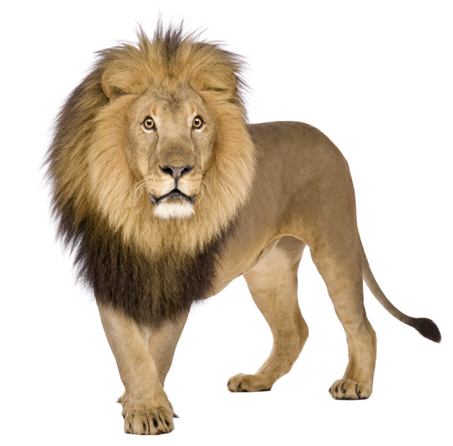 What is a lion? A lion is usually thought of as the biggest of the five